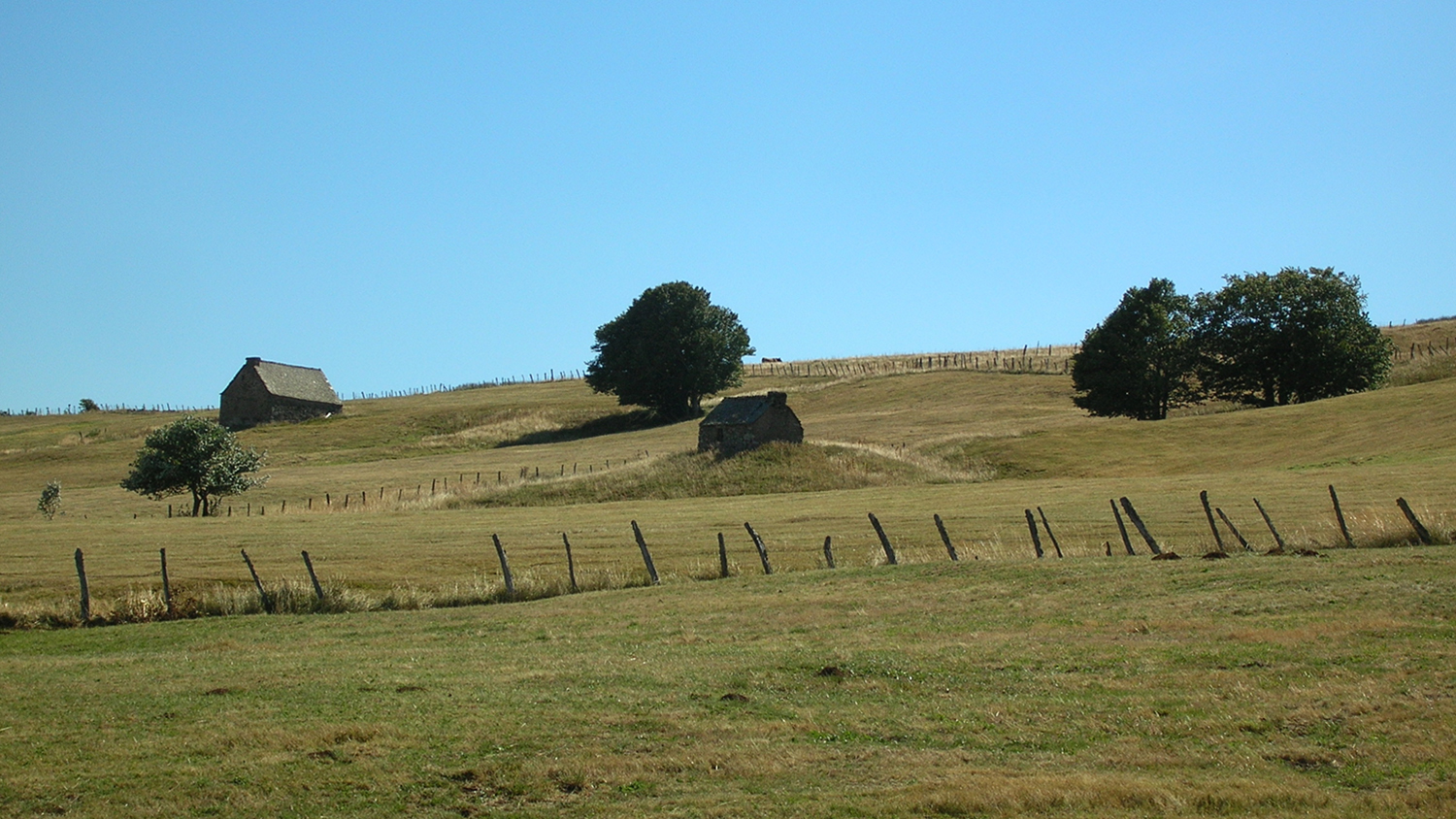 aubrac-buron-lozere-viande-qualité